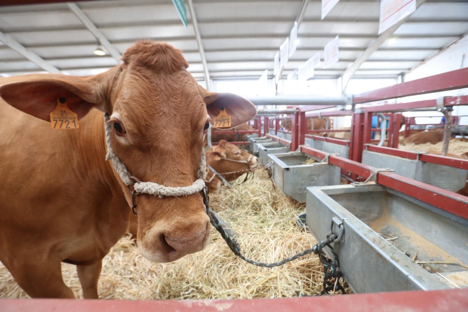 Así ha sido el comienzo de Salamaq, la tradicional cita de Salamanca con el campo