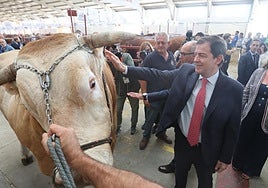 Alfonso Fernández Mañueco, junto a uno de los ejemplares presentes en la Feria del Sector Agropecuario y 36 Exposición Internacional de Ganado Puro ´SALAMAQ 25'.