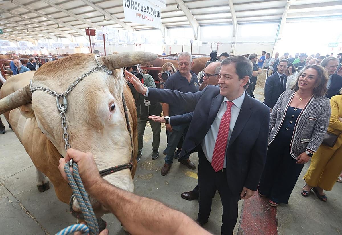 Alfonso Fernández Mañueco, junto a uno de los ejemplares presentes en la Feria del Sector Agropecuario y 36 Exposición Internacional de Ganado Puro ´SALAMAQ 25'.