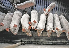 Cerdos en una granja porcina.