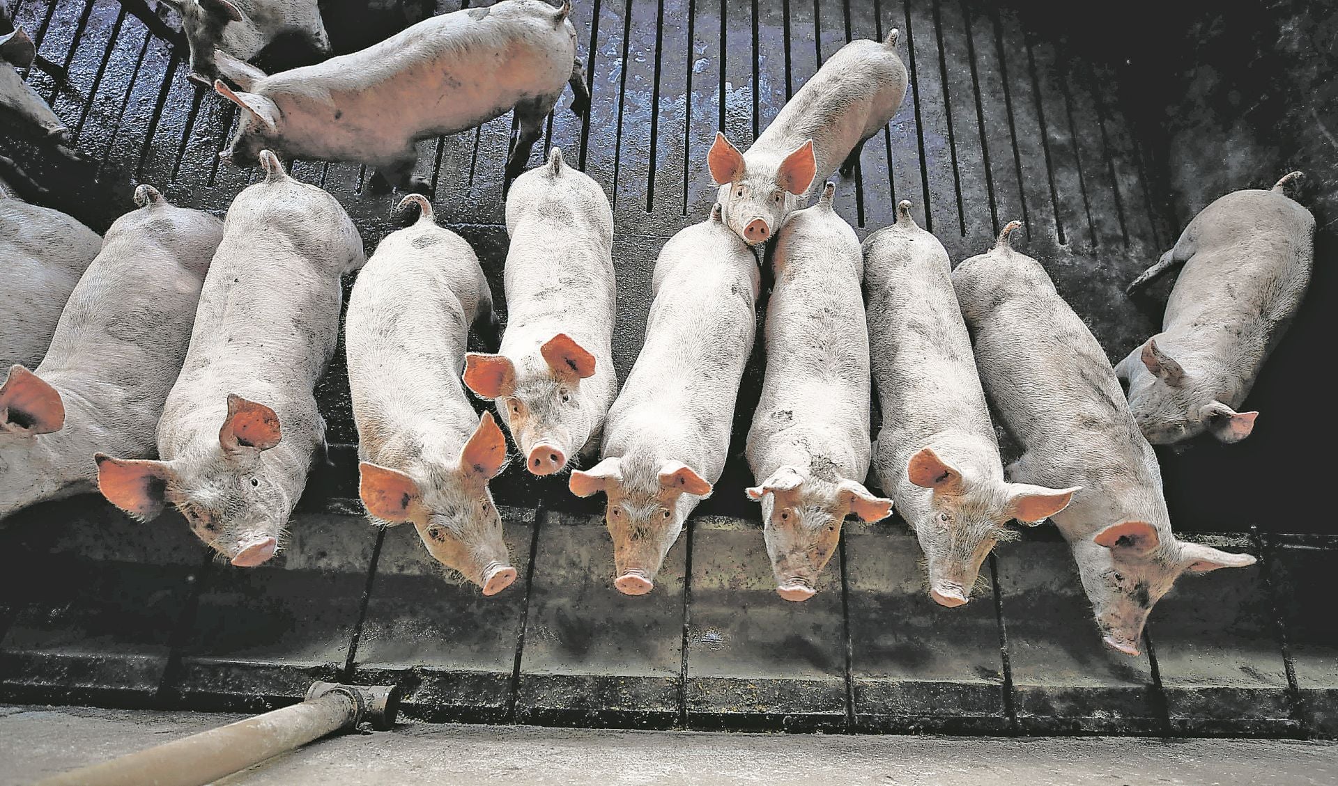 Cerdos en una granja porcina.