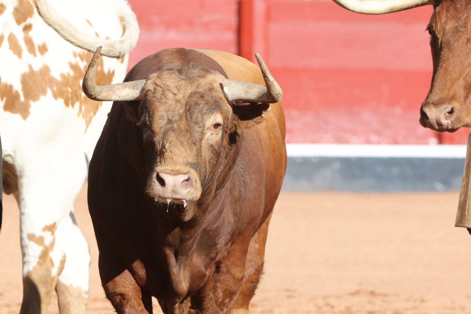 Los toros de la feria taurina de Salamanca se &#039;presentan&#039; en sociedad
