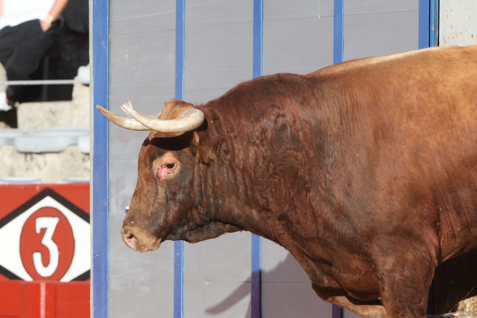 Los toros de la feria taurina de Salamanca se &#039;presentan&#039; en sociedad