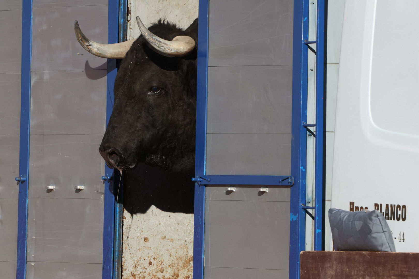 Los toros de la feria taurina de Salamanca se &#039;presentan&#039; en sociedad