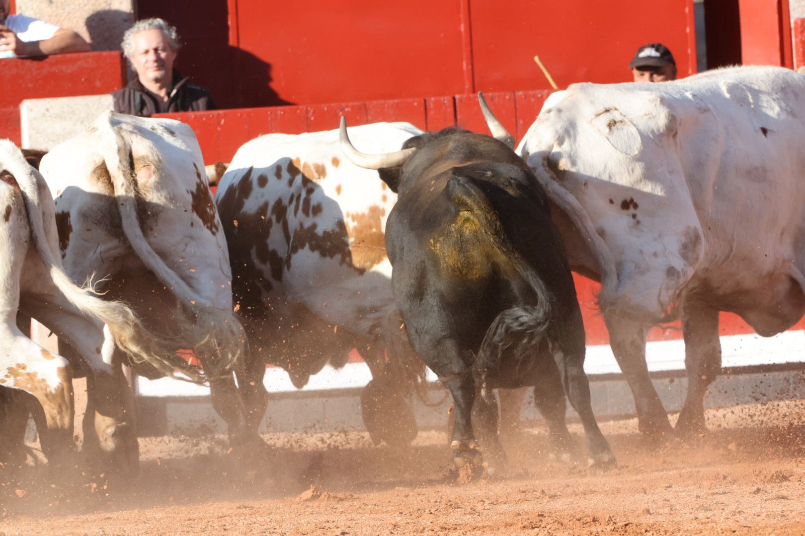 Los toros de la feria taurina de Salamanca se &#039;presentan&#039; en sociedad