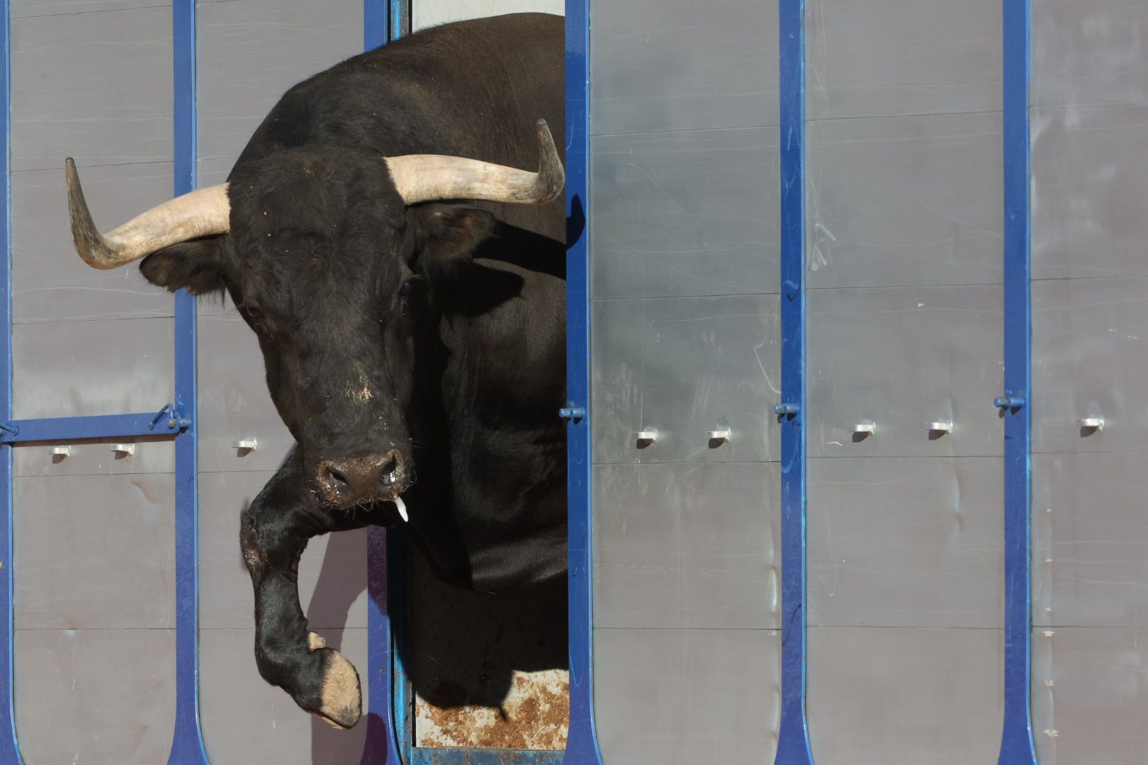 Los toros de la feria taurina de Salamanca se &#039;presentan&#039; en sociedad