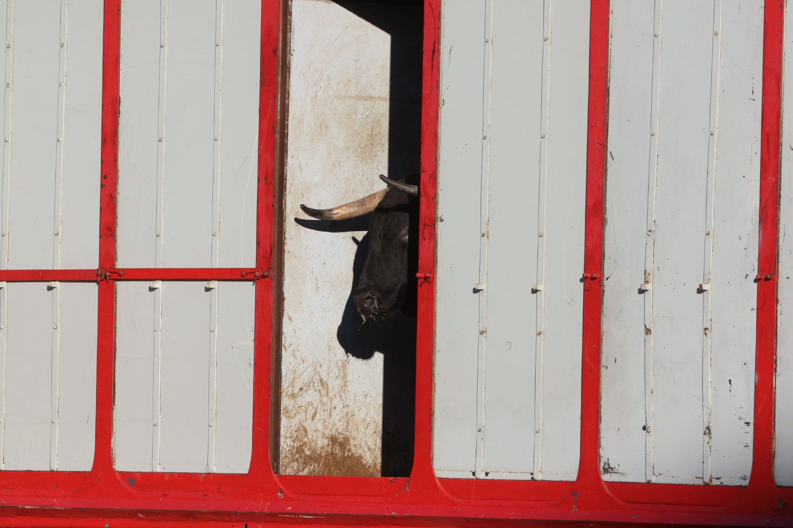 Los toros de la feria taurina de Salamanca se &#039;presentan&#039; en sociedad