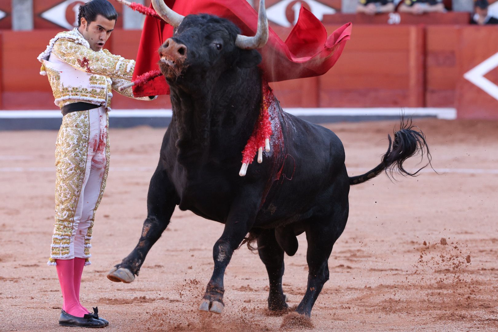 Tres orejas para Ismael Martín y traslado de Damián Castaño al hospital en la segunda de abono de Salamanca