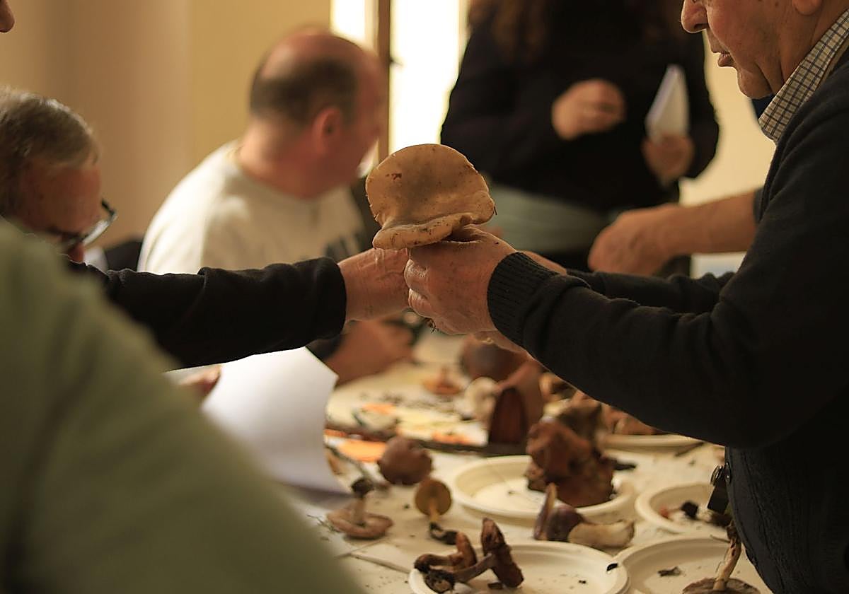 Jornadas micológicas.