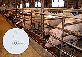 Explotación intensiva de cerdos y localización de la nueva granja.