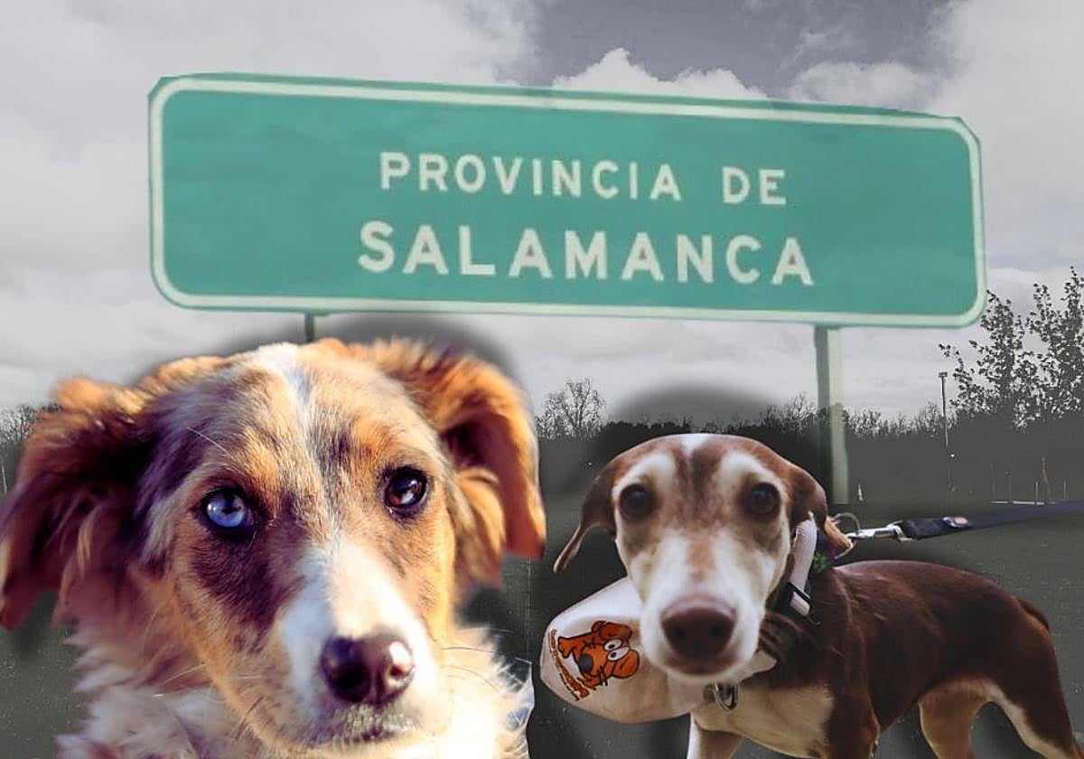 El futuro gran centro de protección animal que se ubicará en Salamanca, en detalle