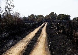 Camino calcinado por el incendio en Cerezal de Puertas en una imagen de archivo.