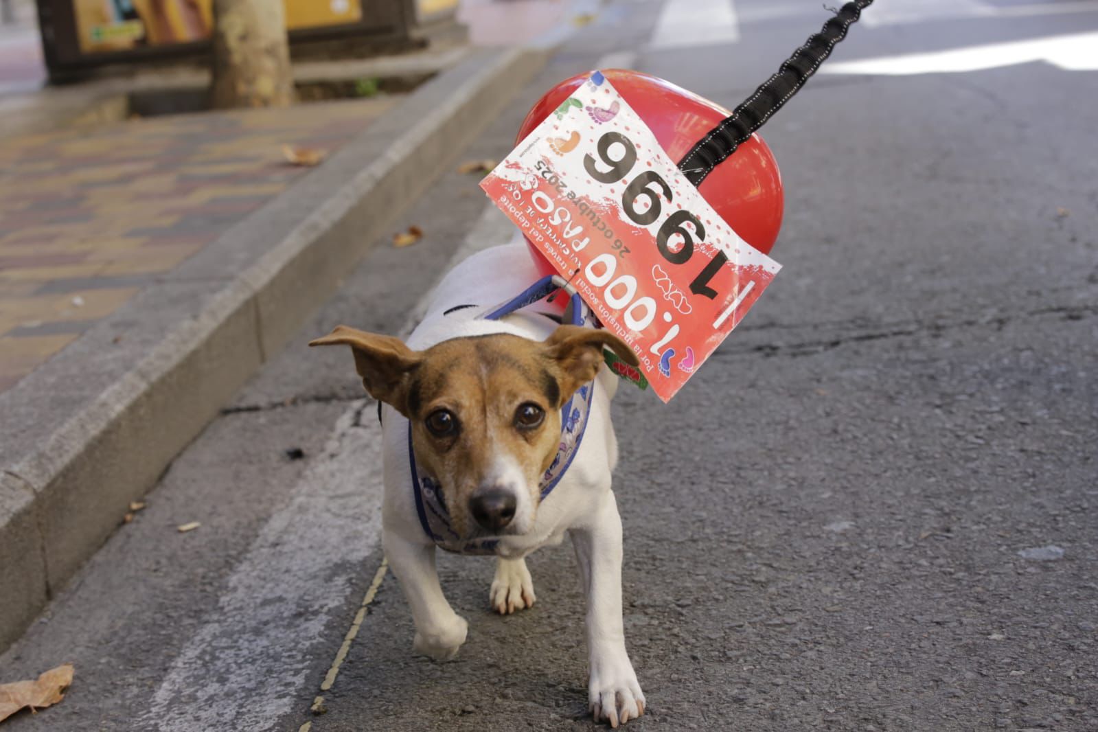 La inclusión inunda las calles de Salamanca con la carrera de los Mil Pasos