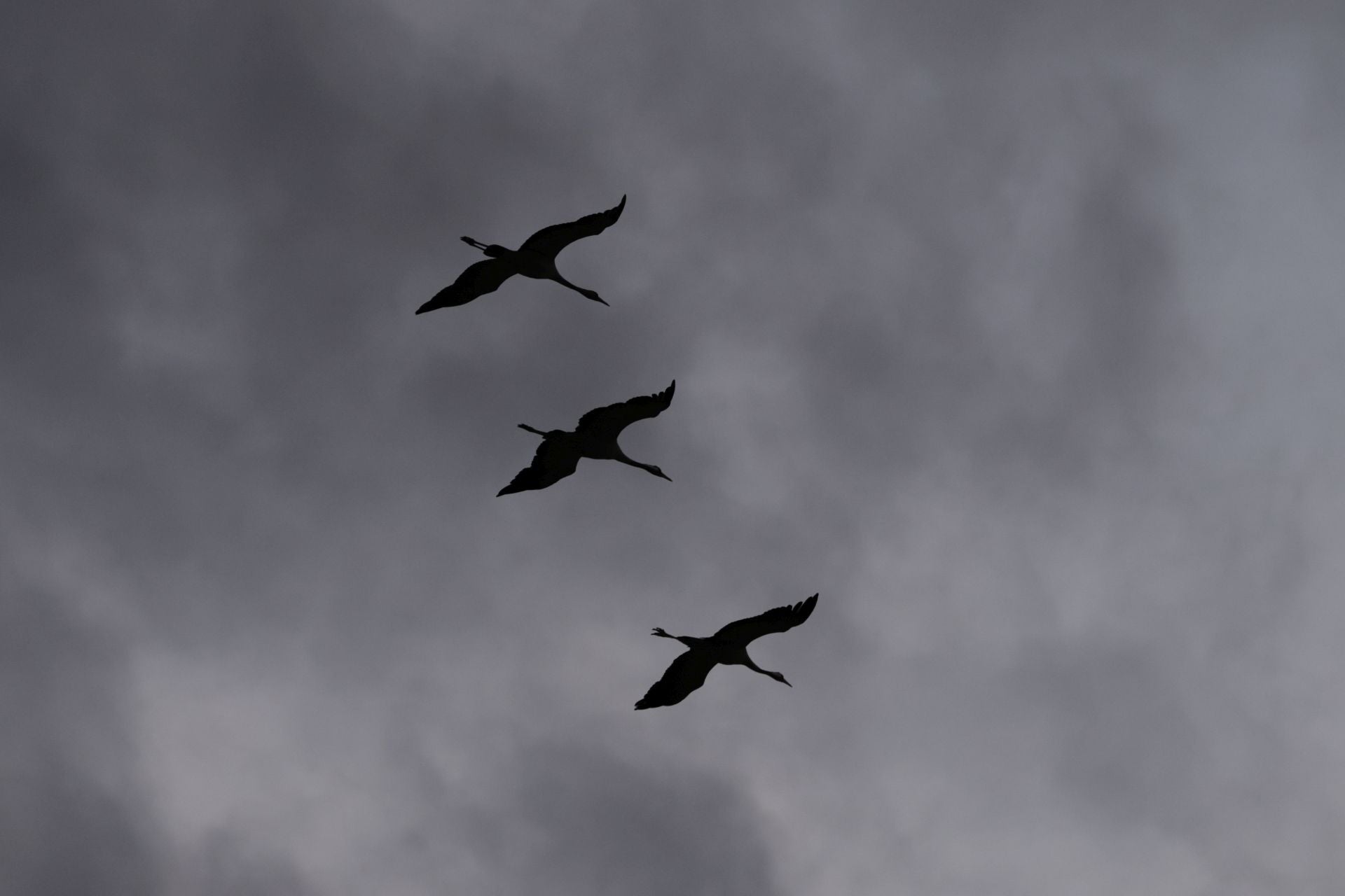 Grullas en el azud de Riolobos.