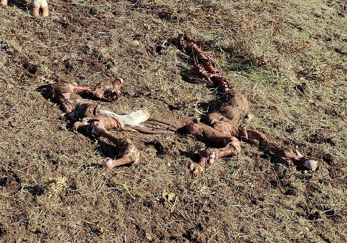Nuevo ataque de buitres a cuatro terneros en este pueblo de Salamanca