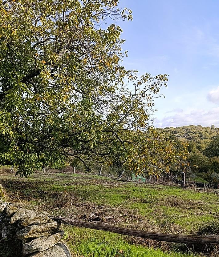 Imagen secundaria 2 - Uno de los muros supervivientes, el antiguo corral y el huerto.