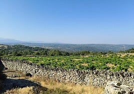 El espectacular viñedo de 11.000 m2 en San Esteban de la Sierra.