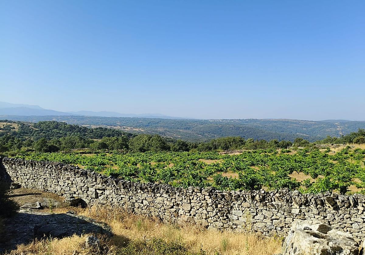 El espectacular viñedo de 11.000 m2 en San Esteban de la Sierra.