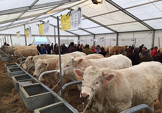 Imagen de archivo de la Feria de San Andrés de Ciudad Rodrigo.