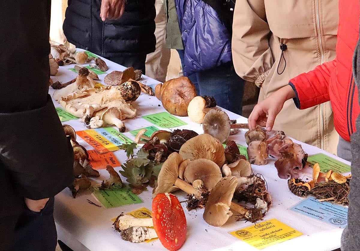 Exposición de setas.