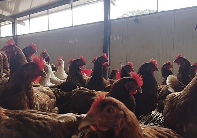 La nave en la que están encerradas las gallinas desde hace una semana.