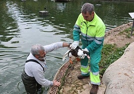 Operarios municipales capturan patos en el estanque de Jesuitas.