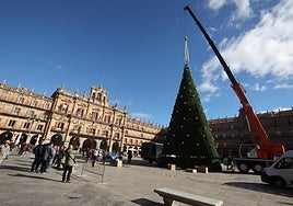 Los operarios levantan el árbol de Navidad en la Plaza Mayor de Salamanca.