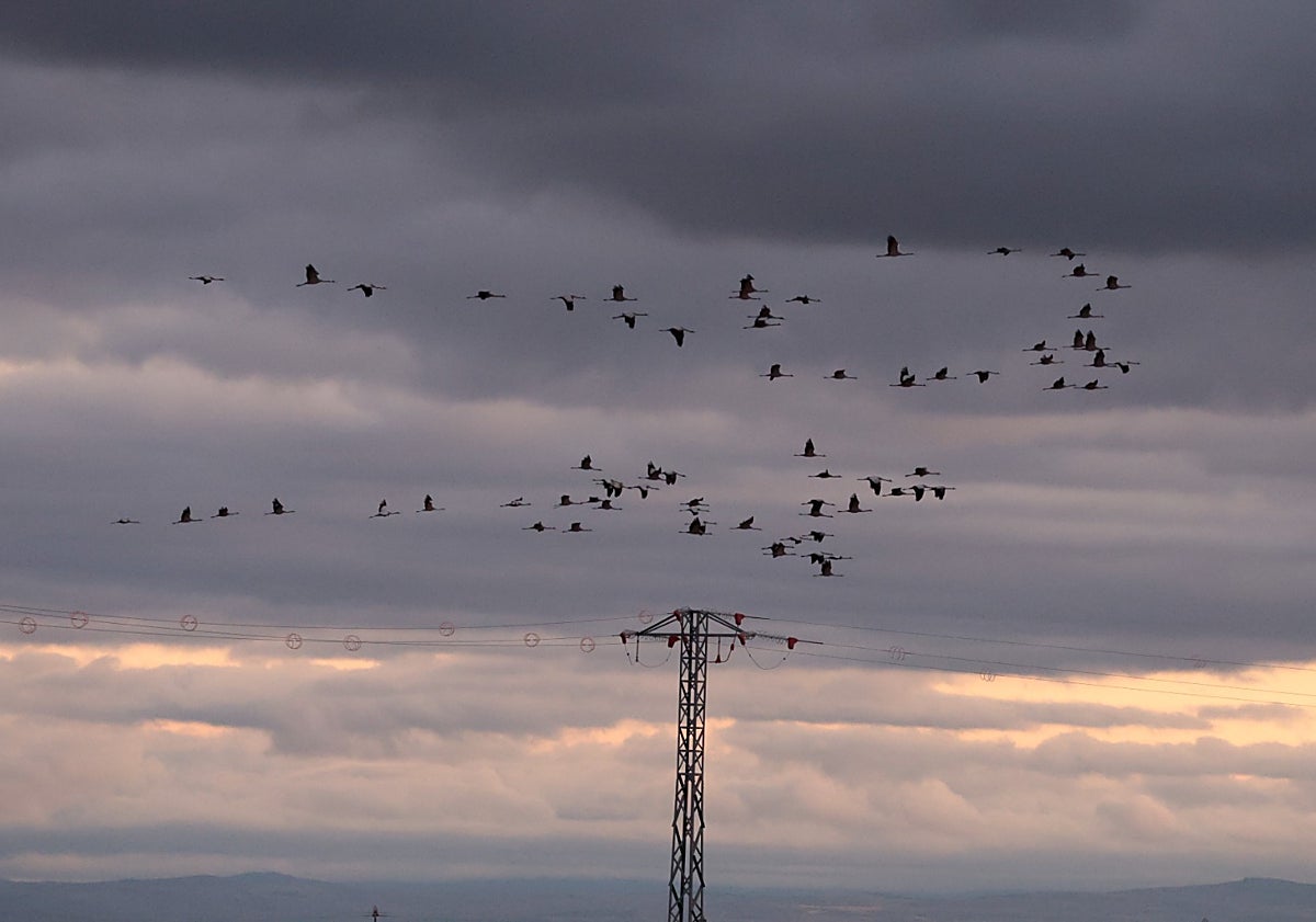 Imagen principal - Bandadas de grullas entre las nubes en Riolobos