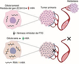 Investigadores del CIC Salamanca descubren un mecanismo clave que impulsa la metástasis en el cáncer