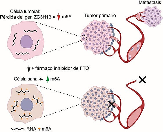 Investigadores del CIC Salamanca descubren un mecanismo clave que impulsa la metástasis en el cáncer