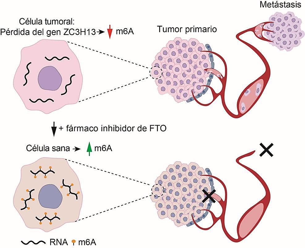 Investigadores del CIC Salamanca descubren un mecanismo clave que impulsa la metástasis en el cáncer
