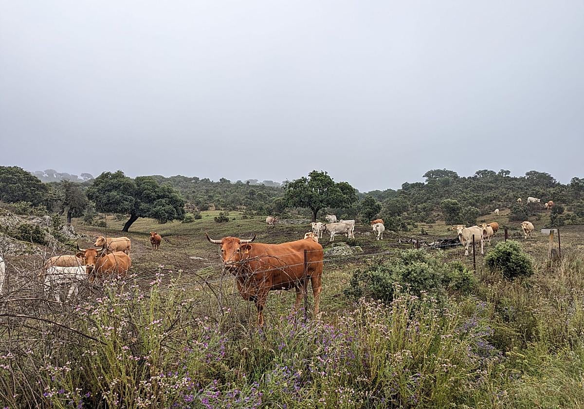 Ganado en una finca de pastos de Salamanca.