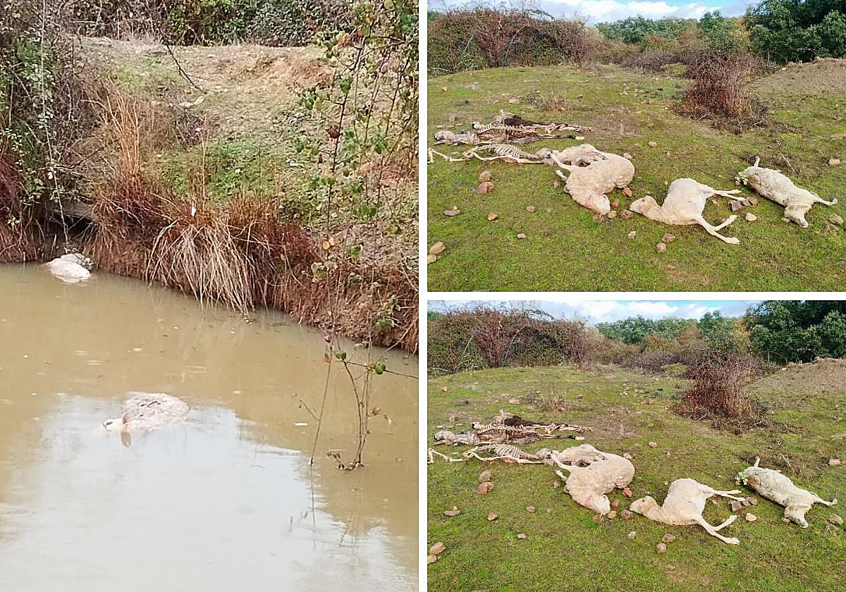 Un salvaje ataque de lobos deja sin rebaño a un ganadero de Salamanca