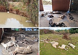 Un salvaje ataque de lobos deja sin rebaño a un ganadero de Salamanca