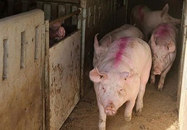 Imagen de archivo de una granja de cerdos.