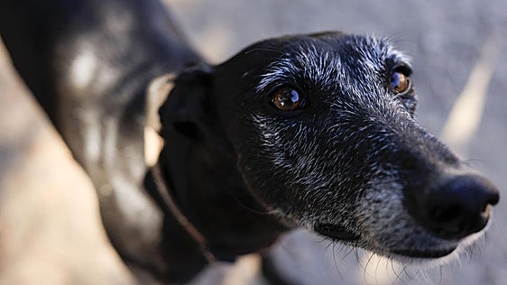 El grito de auxilio de la protectora de animales de referencia de Salamanca: busca hogar urgente para 70 perros