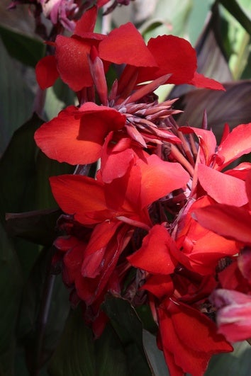 Prachtvoller Exot mit schöner Blüte