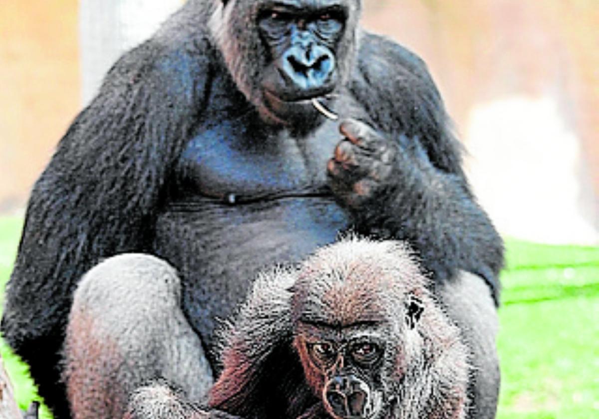 Gorillas im Bioparc .