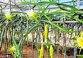 Drachenfrucht im Blütenstand in einer Plantage in Málaga; Pitaya-Frucht (kl. F.).