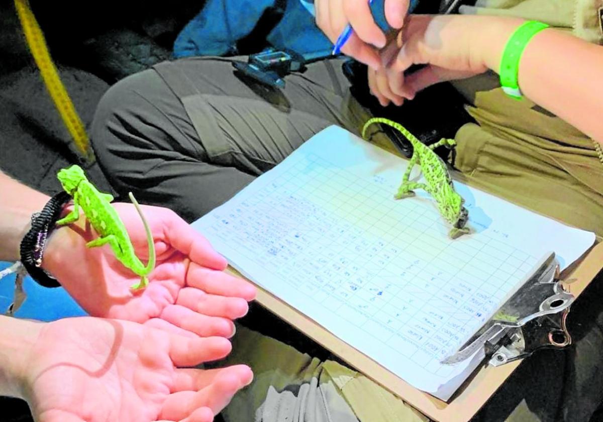 Studenten der Universität Málaga, die diese Reptilien in den Dünen erforschen.