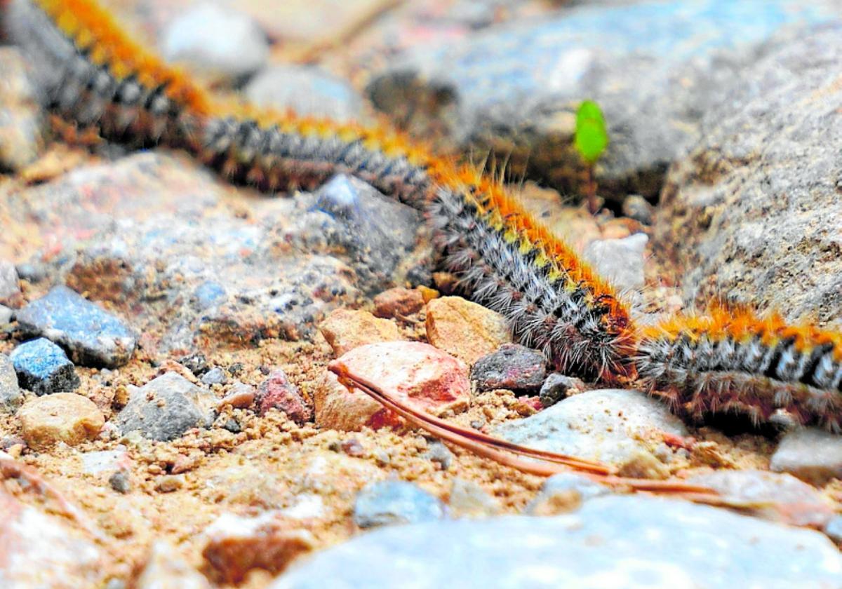 Die Raupen bewegen sich zumeist in Ketten mehrerer Exemplare.