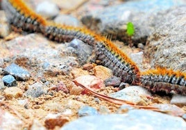Die Raupen bewegen sich zumeist in Ketten mehrerer Exemplare.