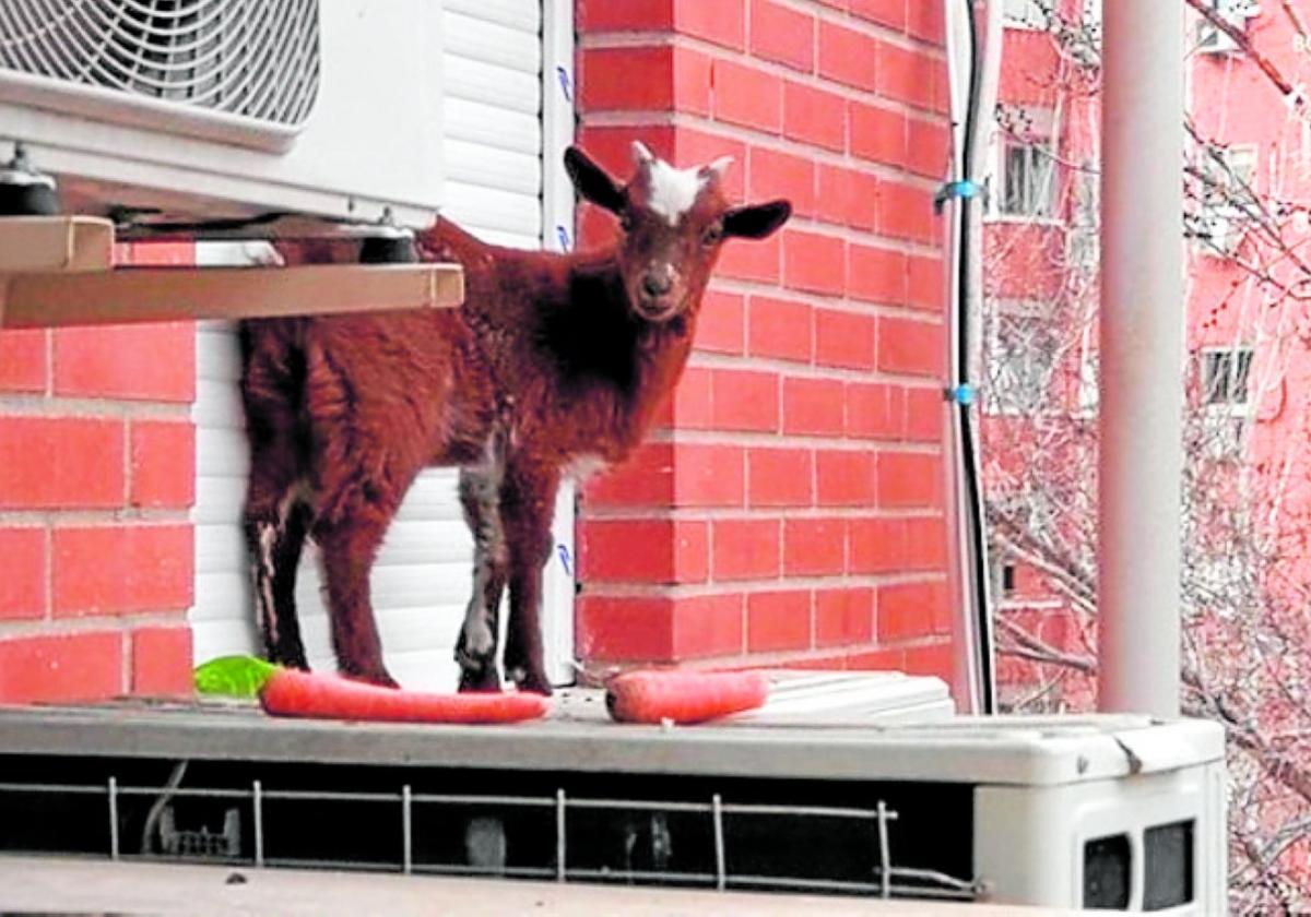 Ziege auf Klimaanlage im 5. Stock.