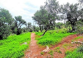 Blick in einen Olivenhain nach den jüngsten Regenfällen in der Provinz.