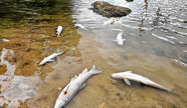Kontroverse über massenhaftes Fischsterben im Lago de las Tortugas