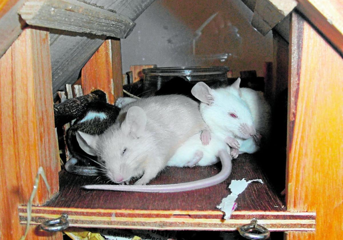 Fürsorglich mit ihren Nächsten: Mäuse.