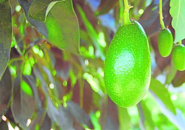 Avocadoanbau im Osten der Provinz Málaga.