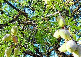 Mandelbauern sehen der diesjährigen Ernte optimistisch entgegen.