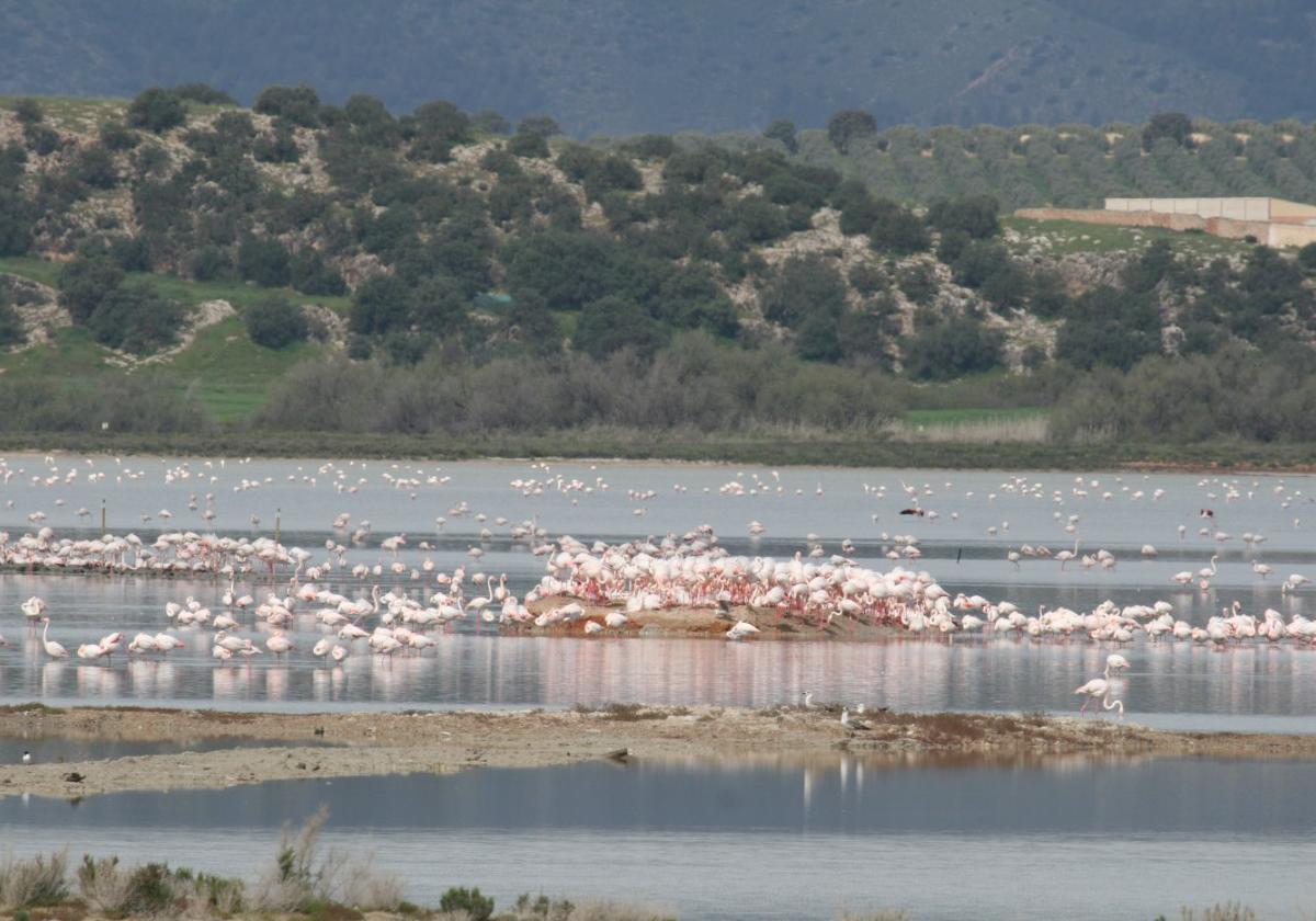 Dank der Regenfälle kehren die Flamingos nach Fuente de Piedra zurück