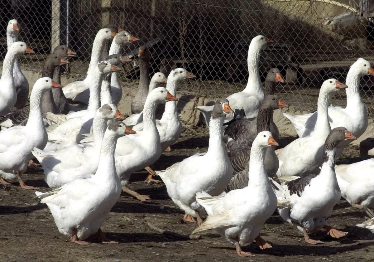 Knast, weil er seine Gänse verhungern ließ